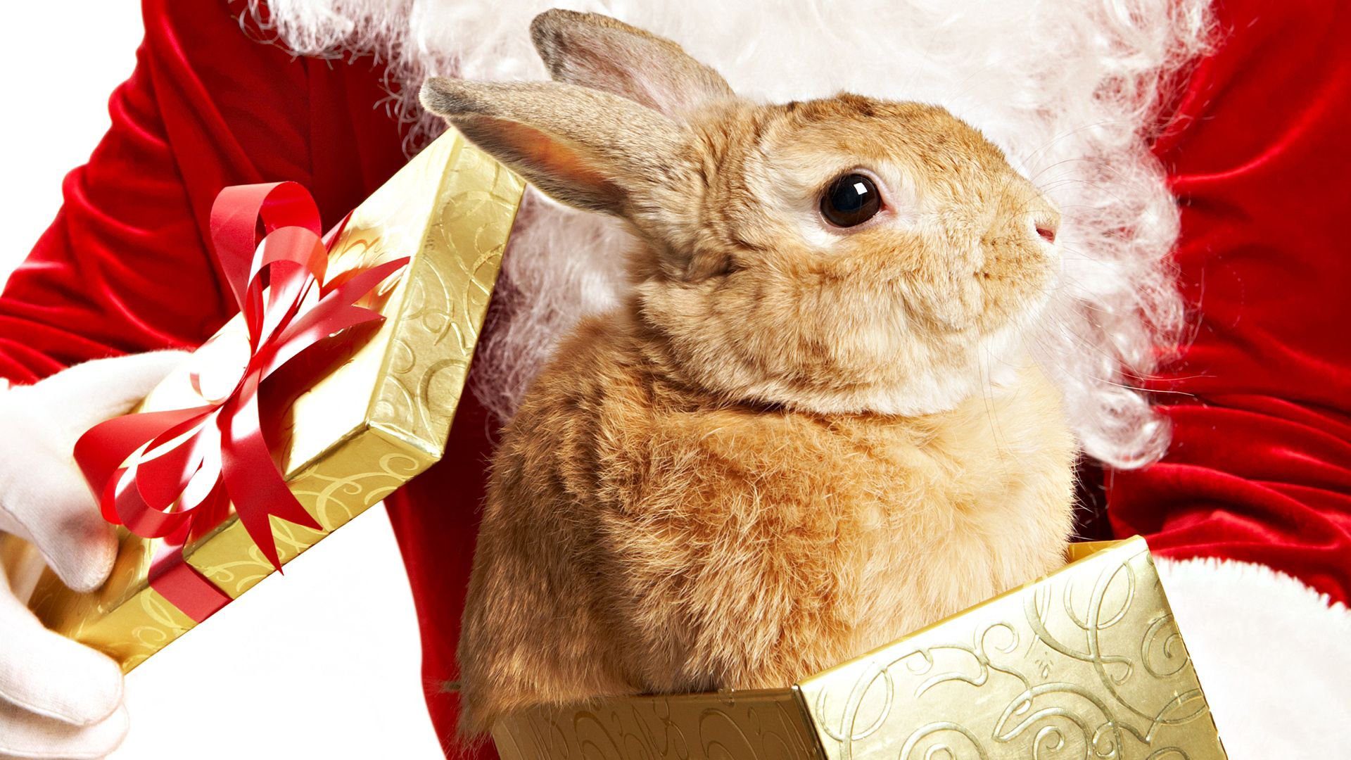 Год кролика человек. Новогодний кролик. Кролик новый год. Кролик Рождество. Новогодний заяц.